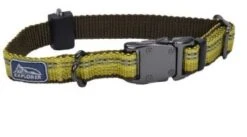 Coastal CoastAdjCollarGoldnrod5/8inXsm